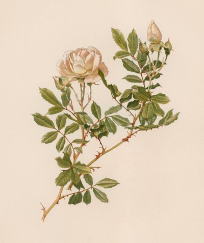 English Rose by English School